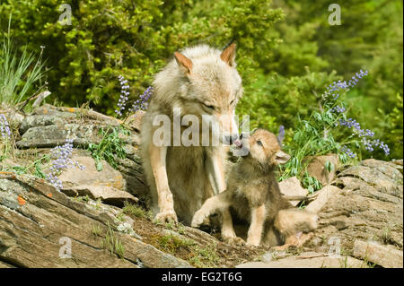 Lupo (Canis lupis) pup leccamento (kissing) madre Lupo grigio mentre è seduto su una roccia. Foto Stock