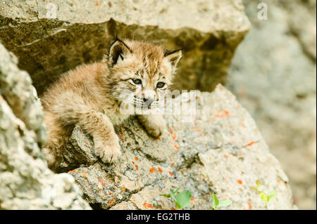 Siberian Lynx kitten arrampicate in roccia Foto Stock