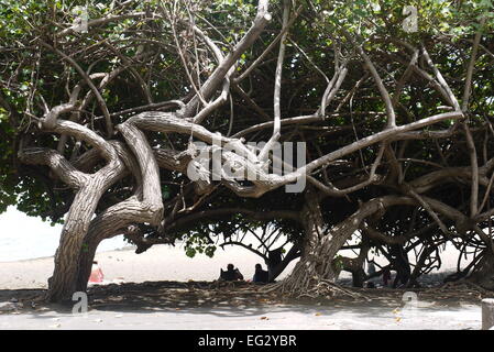 Spindly alberi che crescono sulla spiaggia di Etang vendita les bains in La Reunion, Francia Foto Stock