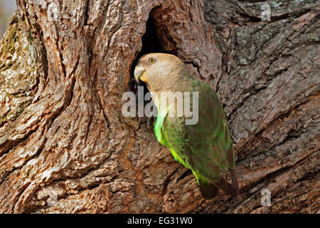 Un pappagallo brownheaded (Piocephalus cryptoxanthus) presso il suo nido in un albero, Sud Africa Foto Stock