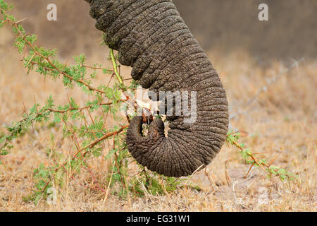 Close-up del tronco di una alimentazione dell' elefante africano (Loxodonta africana), Sud Africa Foto Stock