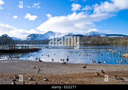 Parzialmente congelato Derwentwater visto dal lancio ormeggi a Keswick, anatre sul foreshore, coperta di neve fells dietro, Cumbria Foto Stock