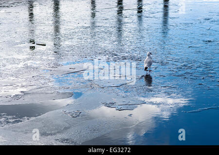 Bird in piedi sul ghiaccio in parte sul lago ghiacciato, cielo blu, il bianco delle nuvole e pontile in legno posti riflesso in acque calme, Derwentwater Foto Stock