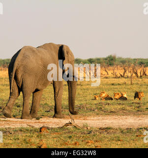 Questo orgoglio dei leoni dove caccia attivamente l'elefante, il Cubs learning non si assumono grande bull elefanti due dei cinque grandi Foto Stock