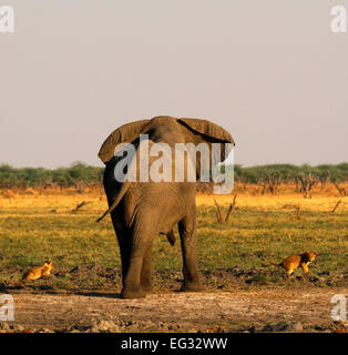 Questo orgoglio dei leoni dove caccia attivamente l'elefante, il Cubs learning non si assumono grande bull elefanti due dei cinque grandi Foto Stock