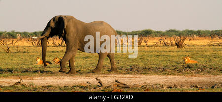Questo orgoglio dei leoni dove caccia attivamente l'elefante, il Cubs learning non si assumono grande bull elefanti due dei cinque grandi Foto Stock