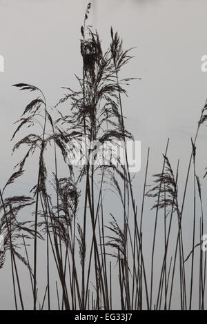 Norfolk Reed (Phragmites australis). Teste di seme o pannocchie Foto Stock