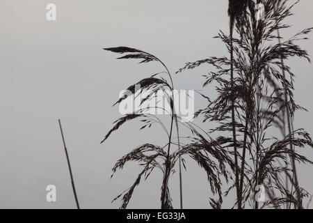 Pannocchie Reed o teste di seme (Phramites australis). Norfolk. L'inverno. Foto Stock