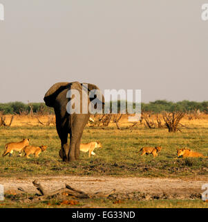 Questo orgoglio dei leoni dove caccia attivamente l'elefante, il Cubs learning non si assumono grande bull elefanti due dei cinque grandi Foto Stock