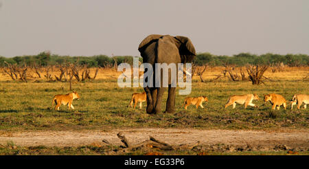 Questo orgoglio dei leoni dove caccia attivamente l'elefante, il Cubs learning non si assumono grande bull elefanti due dei cinque grandi Foto Stock