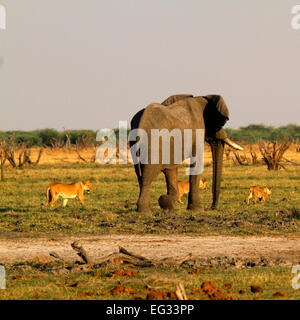 Questo orgoglio dei leoni dove caccia attivamente l'elefante, il Cubs learning non si assumono grande bull elefanti due dei cinque grandi Foto Stock