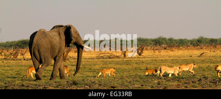 Questo orgoglio dei leoni dove caccia attivamente l'elefante, il Cubs learning non si assumono grande bull elefanti due dei cinque grandi Foto Stock