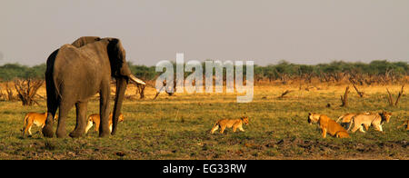 Questo orgoglio dei leoni dove caccia attivamente l'elefante, il Cubs learning non si assumono grande bull elefanti due dei cinque grandi Foto Stock