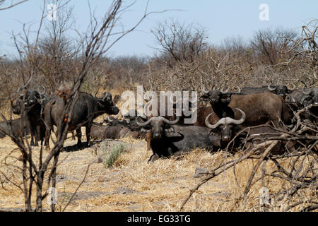 L'Africano o Cape buffalo è uno dei cinque grandi, esse possono essere molto pericoloso e imprevedibile. Le corna sono noti come boss Foto Stock