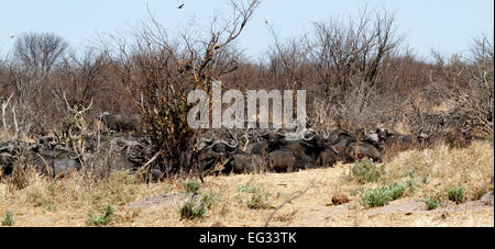 L'Africano o Cape buffalo è uno dei cinque grandi, esse possono essere molto pericoloso e imprevedibile. Le corna sono noti come boss Foto Stock