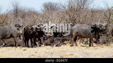 L'Africano o Cape buffalo è uno dei cinque grandi, esse possono essere molto pericoloso e imprevedibile. Le corna sono noti come boss Foto Stock