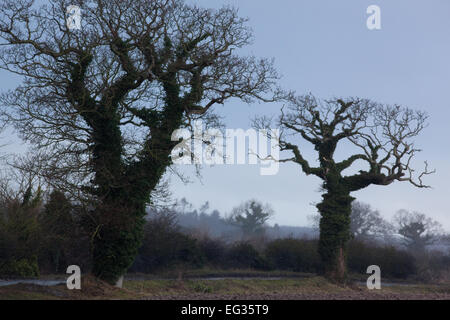 Comune, inglese o Pedunculate alberi di quercia (Quercus robur). Silhouette d'inverno. Edera (Hedera helix), che copre le linee. Foto Stock