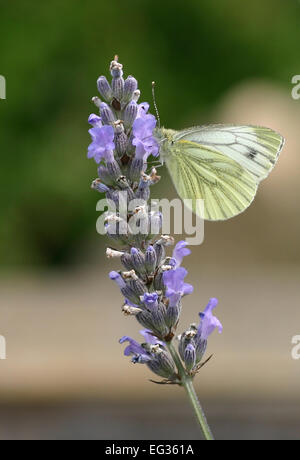 Il cavolo bianco farfalla sulla lavanda Foto Stock