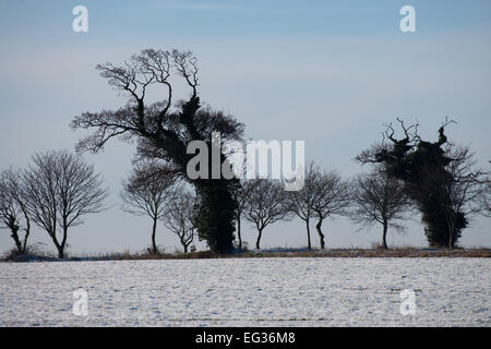 Inverno Meteo Scena. Nevicata su seminativi campo di fattoria. Due alberi di quercia (Quercus robur), rivestita di edera (Hedera helix) in silhouett Foto Stock