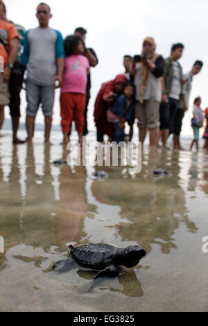 Aceh, Indonesia. 15 Feb, 2015. Un neo-schiuse baby Olive Ridley crawl tartaruga di mare dopo essere stato rilasciato a Lhoknga beach ad Aceh, Indonesia, Feb 15, 2015. Il numero di tartarughe in Indonesia continua a diminuire a causa di caccia incontrollata e le vendite di uova di tartaruga. Credito: Junaidi/Xinhua/Alamy Live News Foto Stock