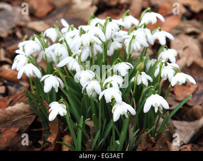 Bedfordshire, Regno Unito. 15 Feb, 2015. Una coperta di Bucaneve nel bosco a Moggerhanger Park, 15 febbraio 2015 Credit: KEITH MAYHEW/Alamy Live News Foto Stock