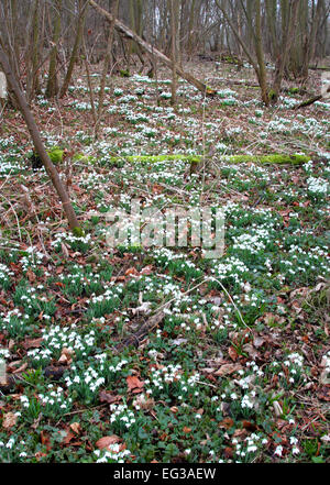 Bedfordshire, Regno Unito. 15 Feb, 2015. Una coperta di Bucaneve nel bosco a Moggerhanger Park, 15 febbraio 2015 Credit: KEITH MAYHEW/Alamy Live News Foto Stock