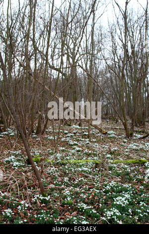 Bedfordshire, Regno Unito. 15 Feb, 2015. Una coperta di Bucaneve nel bosco a Moggerhanger Park, 15 febbraio 2015 Credit: KEITH MAYHEW/Alamy Live News Foto Stock