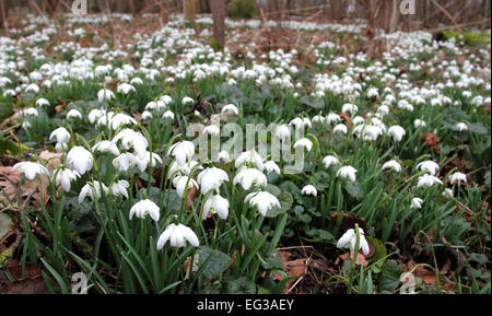 Bedfordshire, Regno Unito. 15 Feb, 2015. Una coperta di Bucaneve nel bosco a Moggerhanger Park, 15 febbraio 2015 Credit: KEITH MAYHEW/Alamy Live News Foto Stock