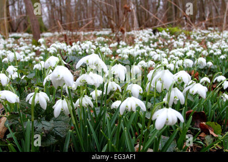 Bedfordshire, Regno Unito. 15 Feb, 2015. Una coperta di Bucaneve nel bosco a Moggerhanger Park, 15 febbraio 2015 Credit: KEITH MAYHEW/Alamy Live News Foto Stock