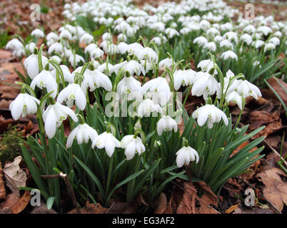 Bedfordshire, Regno Unito. 15 Feb, 2015. Una coperta di Bucaneve nel bosco a Moggerhanger Park, 15 febbraio 2015 Credit: KEITH MAYHEW/Alamy Live News Foto Stock