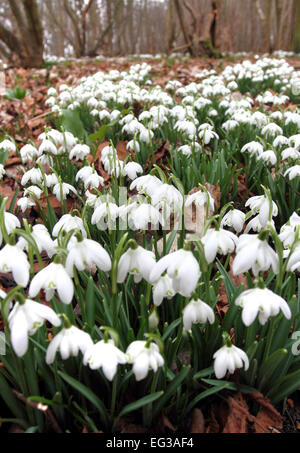 Bedfordshire, Regno Unito. 15 Feb, 2015. Una coperta di Bucaneve nel bosco a Moggerhanger Park, 15 febbraio 2015 Credit: KEITH MAYHEW/Alamy Live News Foto Stock