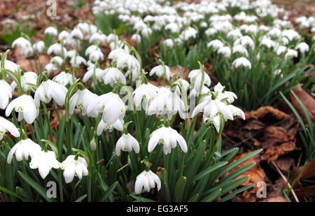 Bedfordshire, Regno Unito. 15 Feb, 2015. Una coperta di Bucaneve nel bosco a Moggerhanger Park, 15 febbraio 2015 Credit: KEITH MAYHEW/Alamy Live News Foto Stock