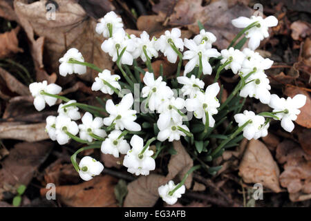 Bedfordshire, Regno Unito. 15 Feb, 2015. Una coperta di Bucaneve nel bosco a Moggerhanger Park, 15 febbraio 2015 Credit: KEITH MAYHEW/Alamy Live News Foto Stock