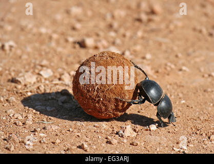 Dung beetle, sud africa, Scarabaeus sacer Foto Stock