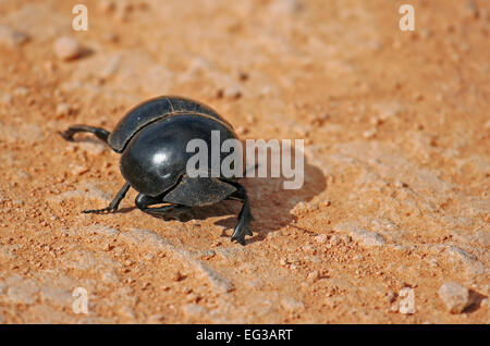 Dung beetle, sud africa, Scarabaeus sacer Foto Stock