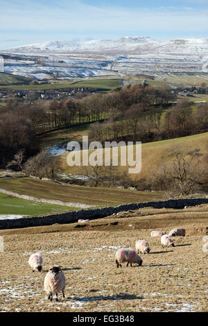 Pecora sulle colline sopra Horton in Ribblesdale in inverno, con Ingleborough in lontananza Foto Stock