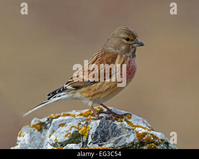 Linnet maschio in inverno piumaggio appollaiato sulla roccia Foto Stock