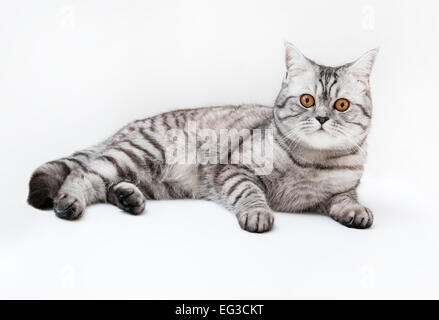 Argento cat scozzese su sfondo bianco Foto Stock