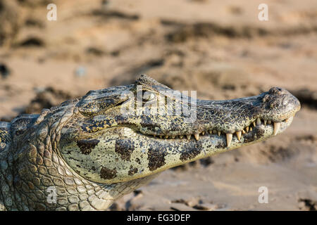 Profilo della testa di un sorridente Caimano Yacare, crocodilus Caimano yacare, Pantanal, Mato Grosso, Brasile, Sud America Foto Stock