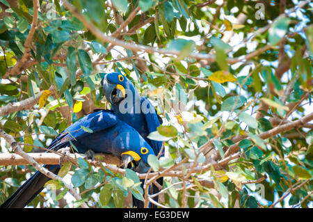 Una coppia di Giacinto Macaws, Anodorhynchus hyacinthinus, appollaiato in un albero, Pantanal, Mato Grosso, Brasile, Sud America Foto Stock