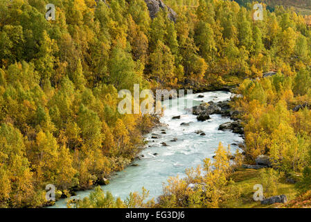 Austerdalen, valley sagomata dal ghiacciaio Austerdalsbre, lingua di Jostedalsbre, collezione autunno, betulle, estate indiana Foto Stock