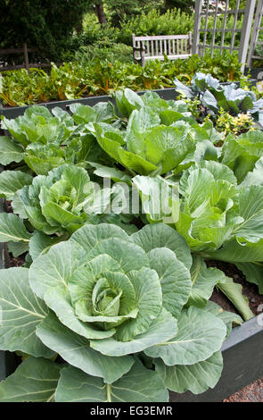 Cavolo cappuccio - Brassica oleracea " Mercato di Copenaghen" Foto Stock