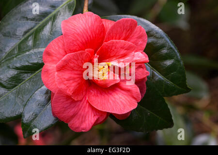 Unico fiore del rosso, semi doppie Camellia japonica "Asso di cuori' Foto Stock