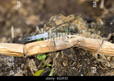 Maschio nero Tailed skimmer dragonfly, Orthetrum cancellatum, a Hickling Broad, Norfolk Foto Stock