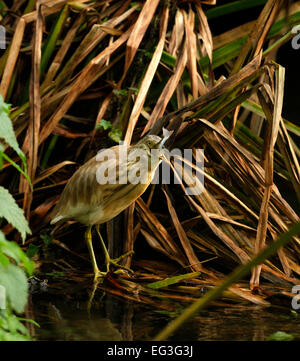 Sgarza ciuffetto (Ardeola ralliodes), Foto Stock