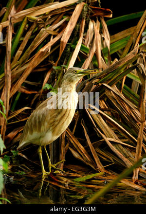 Sgarza ciuffetto (Ardeola ralliodes) Foto Stock