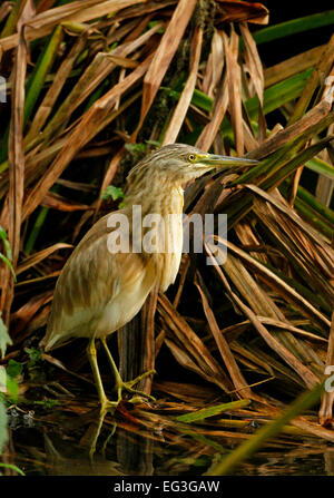 Sgarza ciuffetto (Ardeola ralliodes) Foto Stock