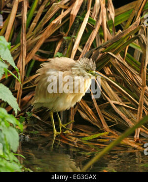 Sgarza ciuffetto (Ardeola ralliodes) Foto Stock