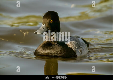 Lesser Scaup nuoto in stagno in Palo Alto Baylands Nature Preserve, Palo Alto, California, Stati Uniti d'America Foto Stock