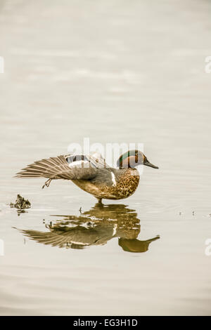 Maschio verde-winged Teal (Anas crecca) allungare la sua ala in una molto superficiale marsh Foto Stock